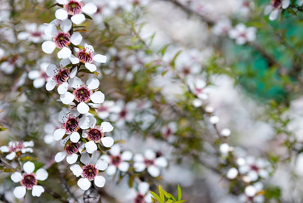 manuka (leptospermum scoparium) drzewa herbacianego - manuka zdjęcia i obrazy z banku zdjęć