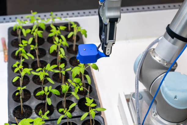 istock A robot in a greenhouse evaluates the quality of tomato seedlings using a sensor. 1646042449