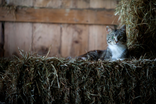 A cat rests on bales of hay in the barn.