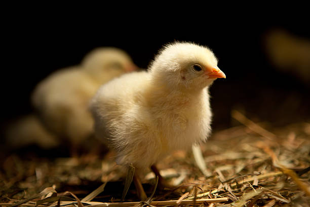 Baby Chicken stock photo