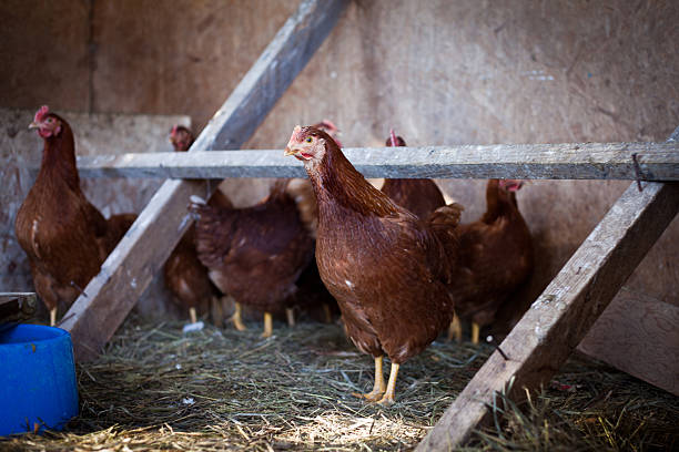 Chickens stock photo