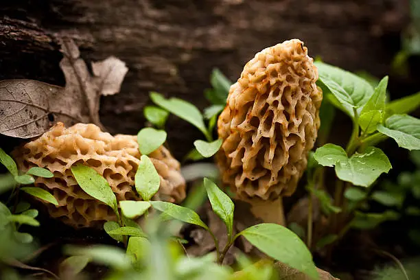 Two wild Morel Mushrooms.