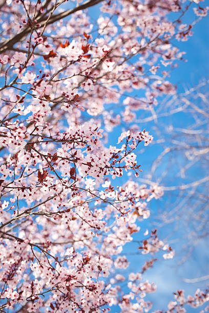 Schöne Sakura) in (Japanische Kirsche Blumen auf den Tag. – Foto