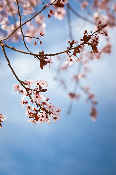 Schöne Sakura) in (Japanische Kirsche Blumen auf den Tag. – Foto