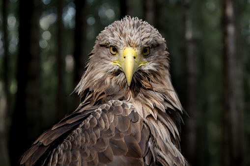 Close up White-tailed eagle portrait in dark forest