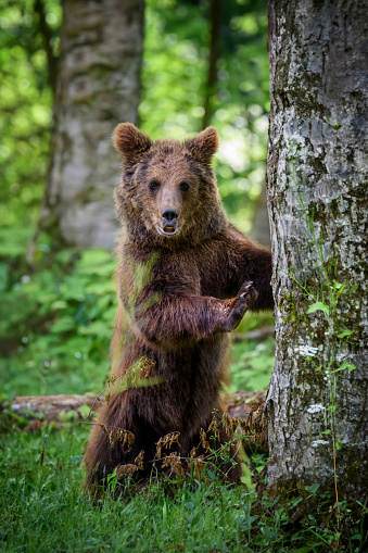 Wild Brown Bear (Ursus Arctos) in the forest. Animal in natural habitat. Wildlife scene