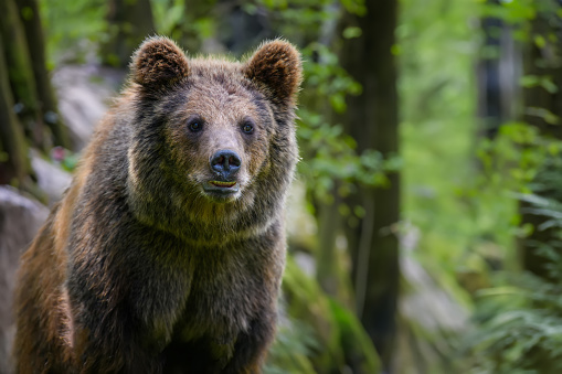 Wild Brown Bear (Ursus Arctos) in the forest. Animal in natural habitat. Wildlife scene