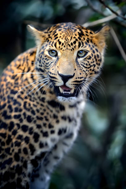 istock Close young leopard portrait in jungle 1646058623