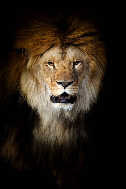 Close up big male lion portrait