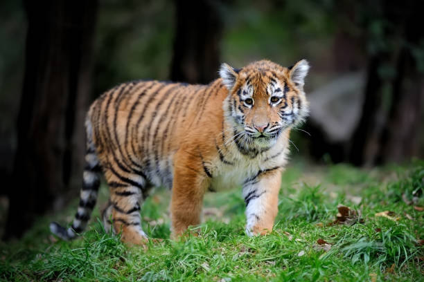 istock Close up siberian tiger cub in grass 1646058768