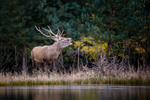 adult red deer walks along the bank of a forest river in a natural environment - red deer animal mammal wildlife imagens e fotografias de stock