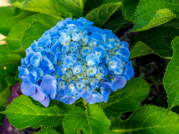 dettaglio di un fiore blu di ortensia o ortensia (hydrangea macrophylla) con sfondo sfocato - hydrangea gardening blue ornamental garden foto e immagini stock