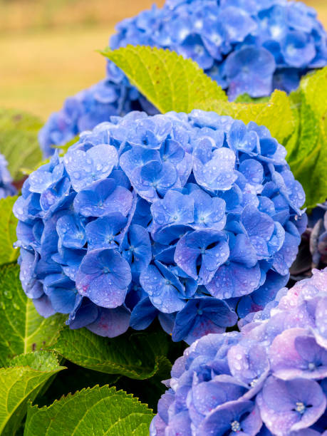 détail d’un hortensia bleu ou d’une fleur d’hortensia (hydrangea macrophylla) avec fond flou - hydrangea gardening blue ornamental garden photos et images de collection