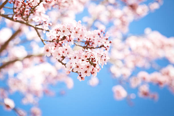 Hermoso (Sakura flores de cerezo japonés) en la primavera día. - foto de stock