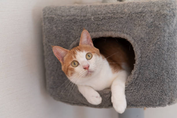 istock Cat peeking out from cat tower 1646062335