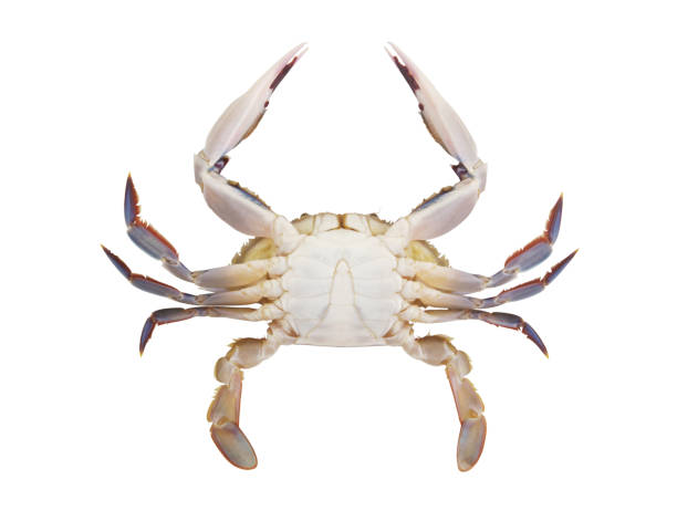 istock Three-spot swimming crab isolated on white background. 1646063616