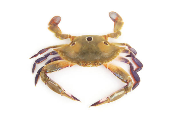 istock Three-spot swimming crab isolated on white background. 1646063717