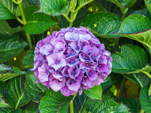 détail d’un hortensia lilas ou d’une fleur d’hortensia (hydrangea macrophylla) avec fond flou - hydrangea gardening blue ornamental garden photos et images de collection