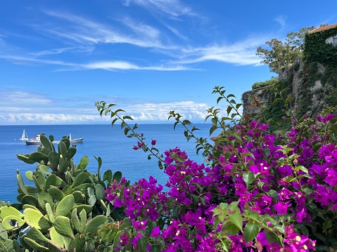 Purple flowers on the coast of Lipari island