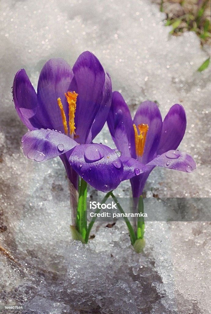 Frühlingskrokussen in den Karpaten Mountains - Lizenzfrei Blatt - Pflanzenbestandteile Stock-Foto