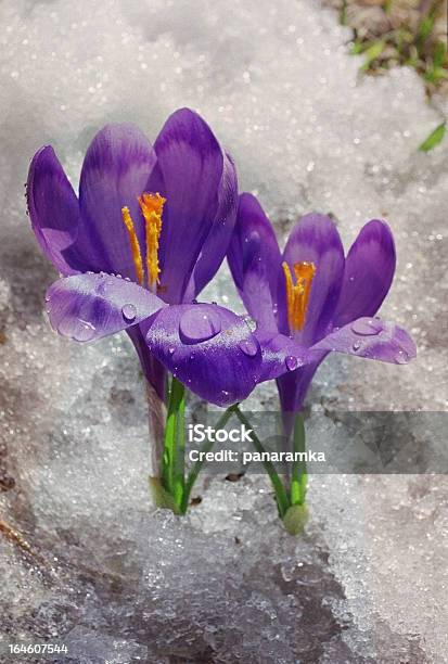 Photo libre de droit de Crocuses Carpathian Dans Les Montagnes banque d'images et plus d'images libres de droit de Blanc - Blanc, Bouton de fleur, Brillant