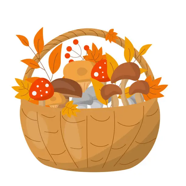 Vector illustration of Basket with mushrooms, autumn mood, isolated on white background