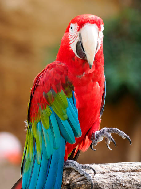 Green-winged Macaw on perch Closeup Green-winged Macaw (Ara chloroptera) on a perch and view from front green winged macaw ara chloroptera stock pictures, royalty-free photos & images