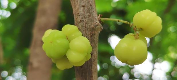a photography of a bunch of grapes hanging from a tree, figurines of grapes on a tree branch in a forest.