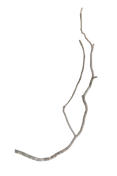 istock Branch of dry tree isolated with white 1646085340