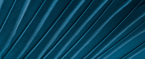 istock red feather tit macro photo. texture or background 1646087494