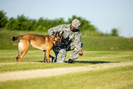Soldier giving his military dog a reward for good behavior and training.