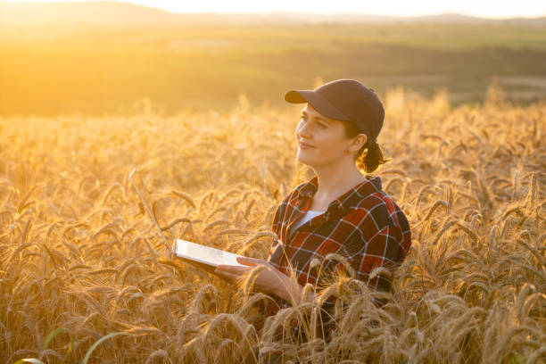 istock Woman farmer working with laptop on wheat field. 1646094579