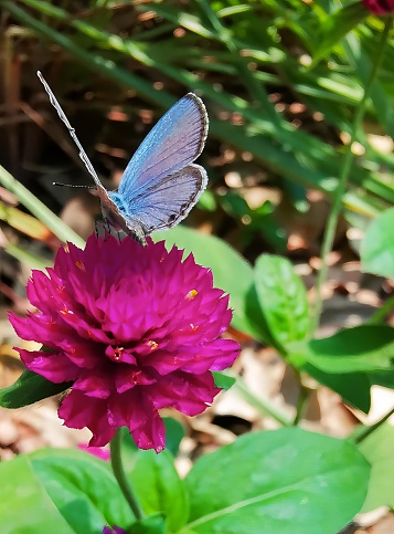 a photography of a butterfly on a flower with a blurry background, lycaenid butterfly on a pink flower with green leaves.