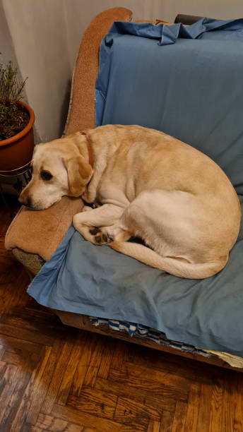 istock Cozy Labrador Lounging on the Living Room Sofa 1646099998