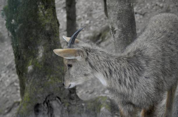 istock mountain deer in himachal pradesh 1646100025