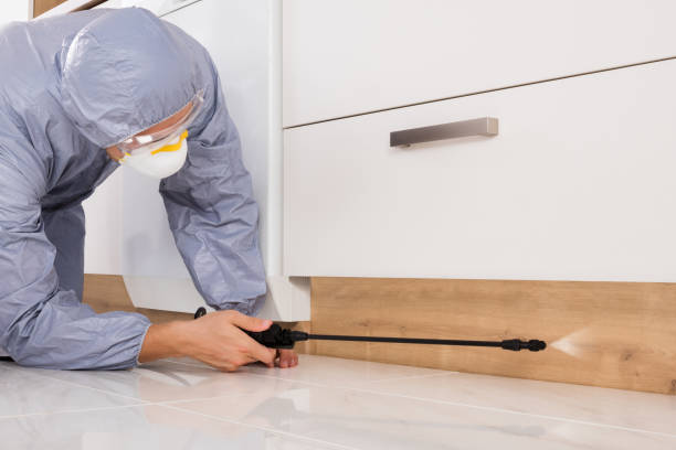 istock Exterminator Spraying Pesticide In Kitchen 1646100608