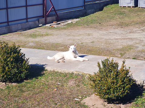 Serene White Husky Dog Enjoying the Outdoors