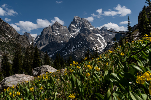 The views while hiking the Cascade Canyon of hte Teton Crest Trail in July, with trees, wildflowers, blue skies and snowcapped mountains.