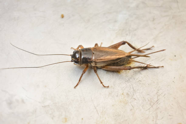 istock Close up cricket on silver floor 1646105063