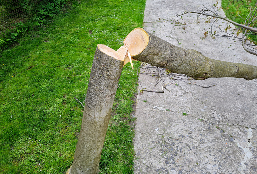 Growth Arrested: The Story of a Cut Down Tree
