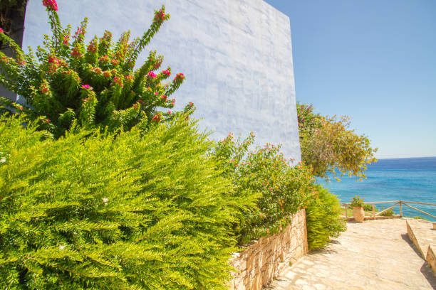 istock Vegetation and blue wall with turquoise sea 1646111001