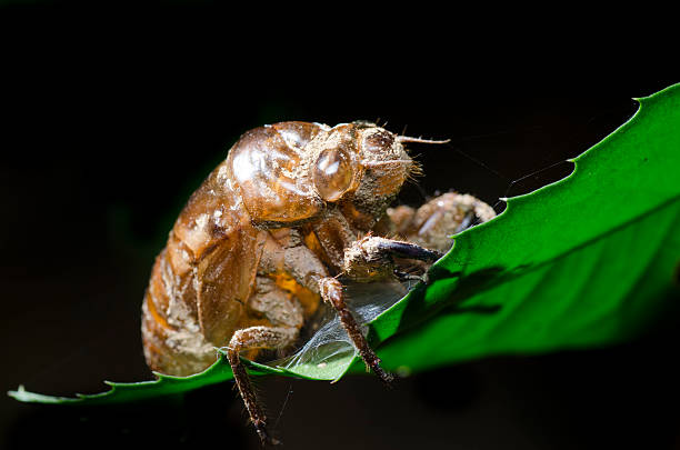 Cicedea Empty Shell 1,500+ Cicada Metamorphosis Stock Photos, Pictures & Royalty-Free ...