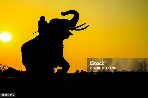 실루엣 조치 코끼리 아유타야에서 주 태국 남자에 대한 스톡 사진 및 기타 이미지 - 남자, 코끼리, 타기