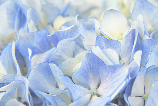 Close-up of blue hydrangea.