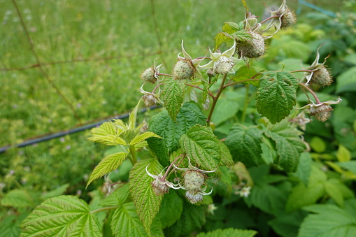 Raspberry growing in the backyard garden. raspberry plant with red and yellow fruits at home