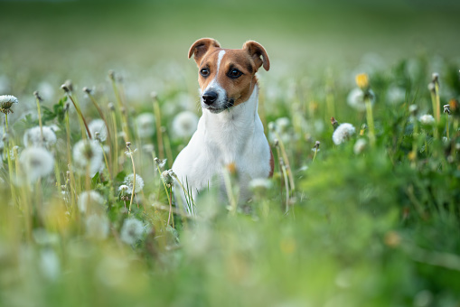 Small Jack Russell terrier sitting in green grass meadow, white dandelion flowers around.