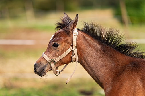 Small brown Arabian horse foal closeup detail to head, blurred green grass background.