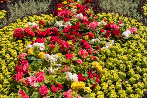 Bright multi-colored summer garden flowers on the lawn in the park. Gorgeous garden flowering plants in red, white and yellow shades, garden landscape, garden decoration, flower background, parks and nature, summer. cineraria maritima stock pictures, royalty-free photos & images