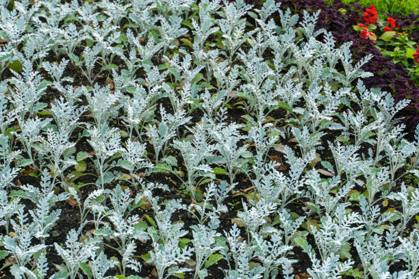 Plant cineraria sea silver dust on the lawn in the city. Interesting two-tone lawn with flowers in a park in the city center, great design, flowers and silvery plants, decoration of the city, floral background, parks and nature, summer. cineraria maritima stock pictures, royalty-free photos & images