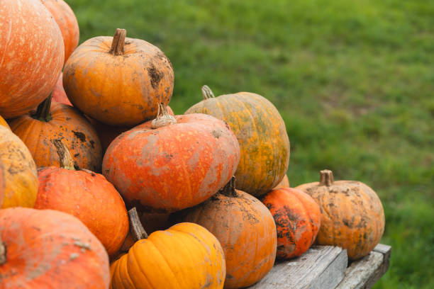 istock Colorful pumpkins and squashes in different varieties. Background 1646121357